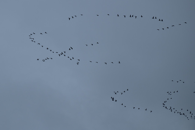 Migrating Pink-Footed Geese