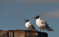 Bitte, Du darfst heute! ... "Guten Morgen und eine gute Woche!" - Cuxhaven