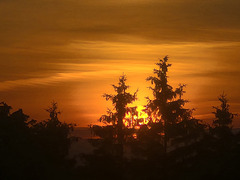 Sunset trees 20250615 205109 Sunset trees 20250615 205109