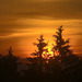 Sunset trees 20250615 205109