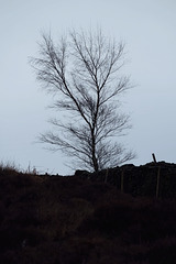 Middle Moor tree
