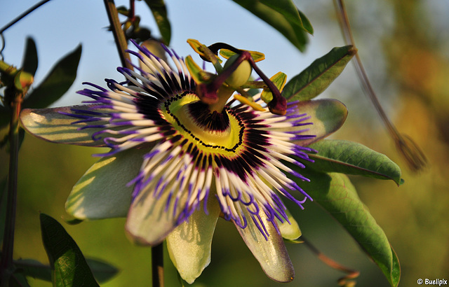 Blüte der Passionsfrucht - Passiflora edulis (© Buelipix)