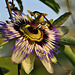 Blüte der Passionsfrucht - Passiflora edulis (© Buelipix)
