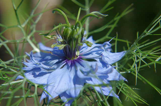 love-in-a-mist