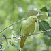 EF7A1706parakeet