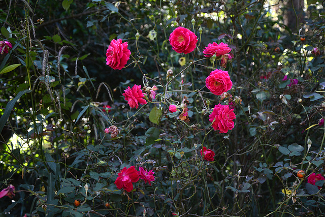 Ethiopia, Bahir Dar, Rose Bush