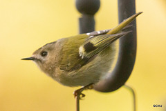 Goldcrest performance as Trapeze Artist!