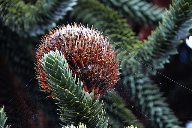 Up The Monkey Puzzle Tree!!