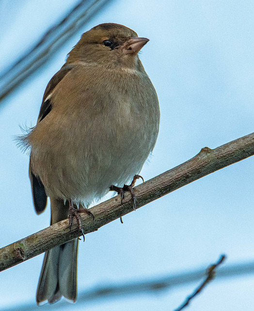 Chaffinch