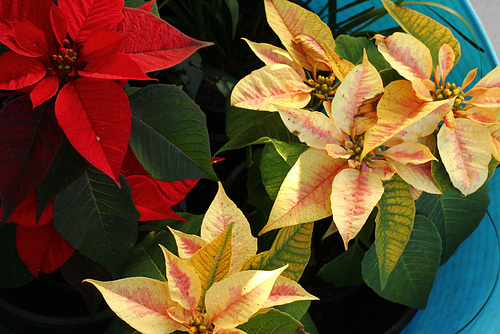 Poinsettia