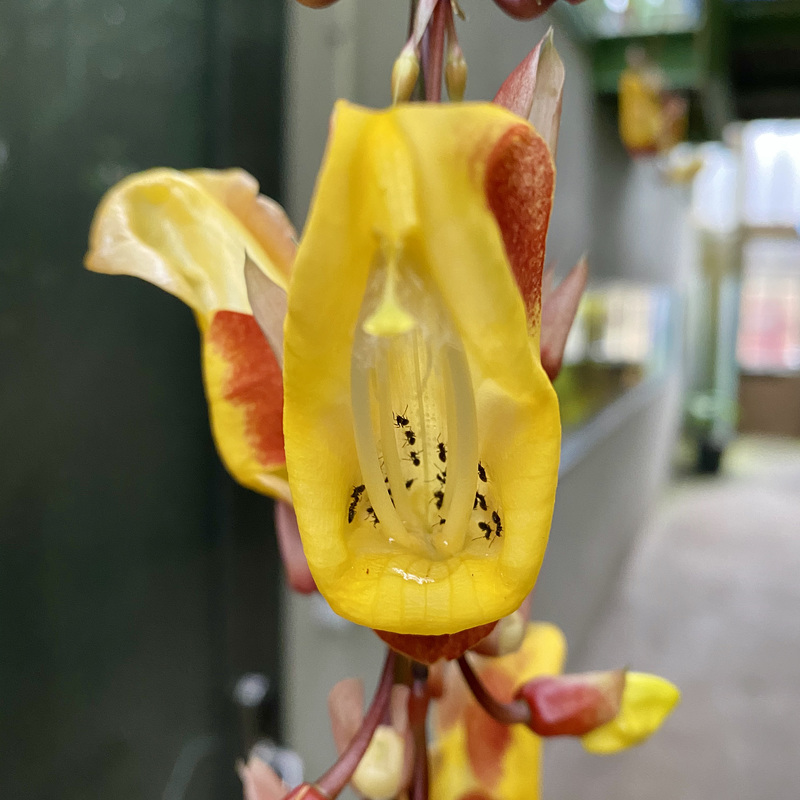 Hortus Botanicus 2020 – Ants feeding