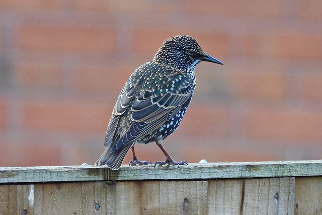 Garden visitor 1