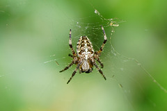 Araneus diadematus in ihrem Netz