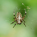 Araneus diadematus in ihrem Netz