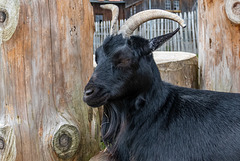 Skywalk-0171 Skywalk-0171