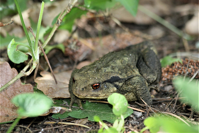 Monsieur Crapaud