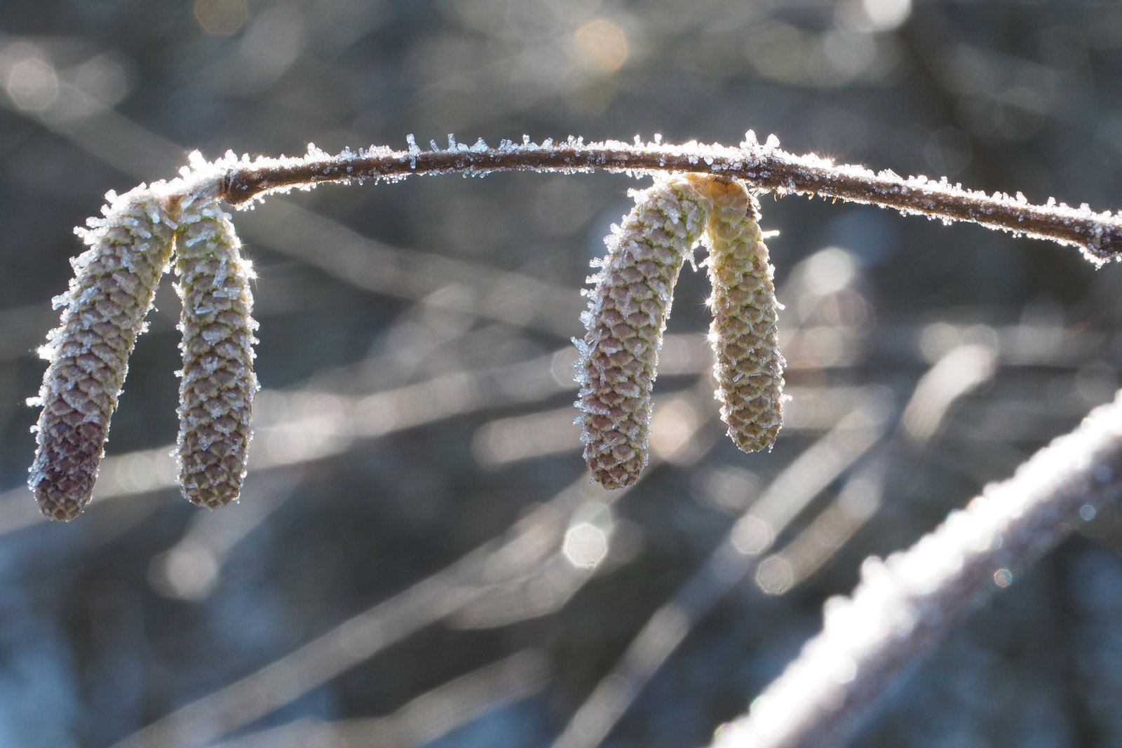 2022-01-14 13'20'56 E-M5 0184