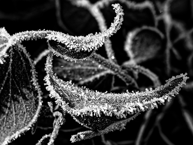 Frost