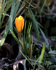 Premier crocus