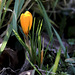 Premier crocus