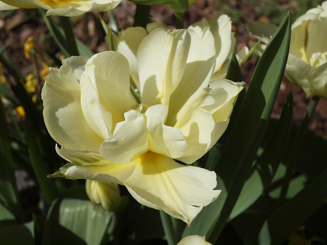 Tulpenblüte