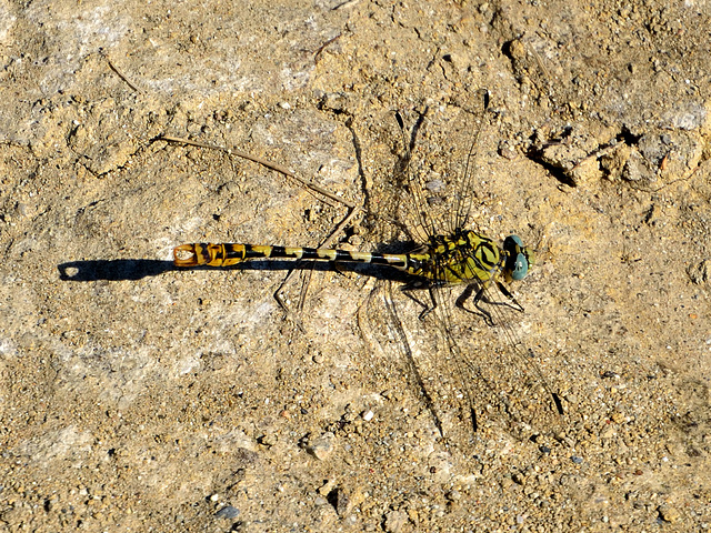 Small Pincertail m (Onychogomphus forcipatus) DSB 1101