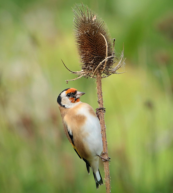 Goldfinch