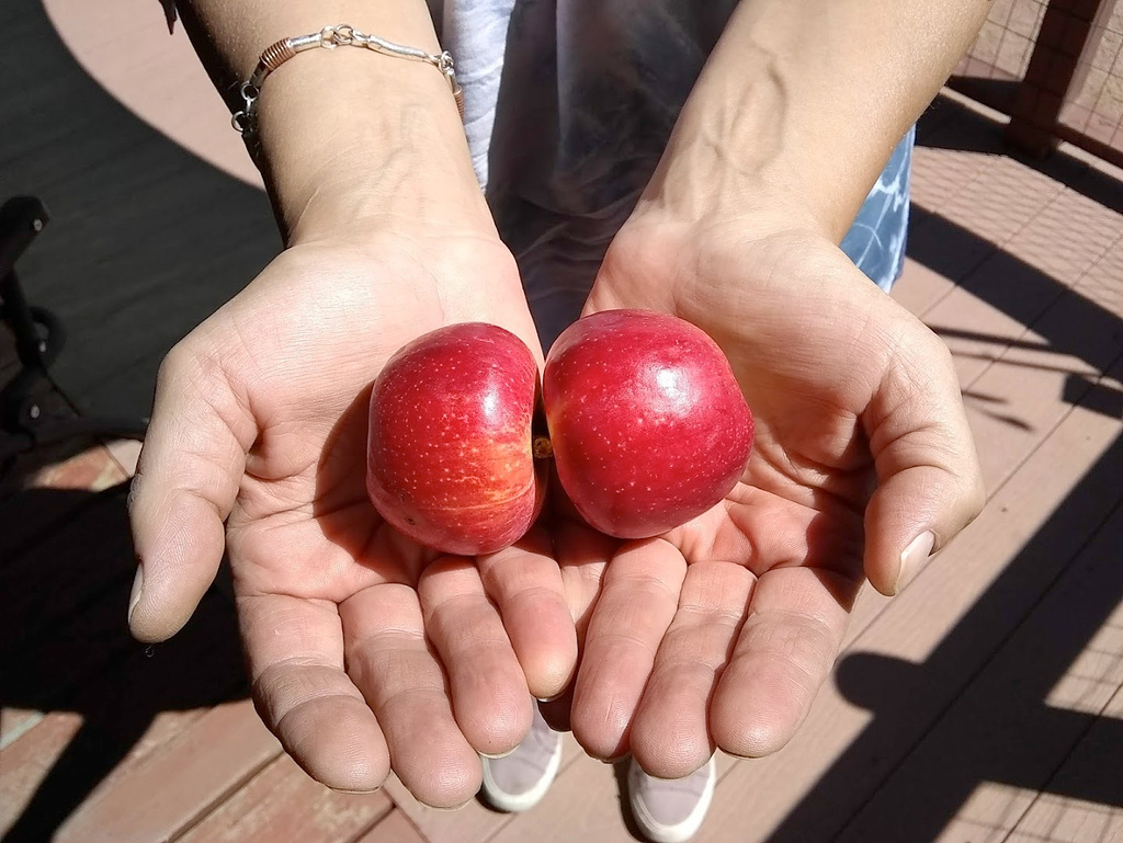 Kissing apples