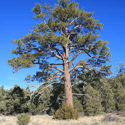 Big Pine Big Pine