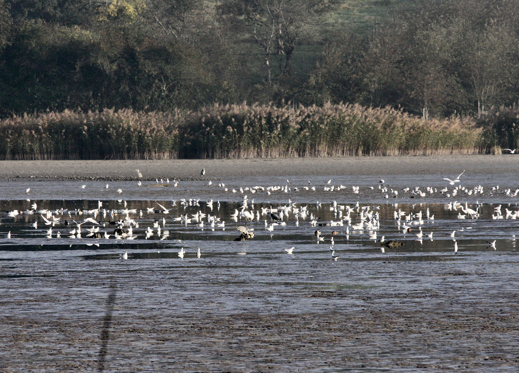 Reges Treiben auf dem Weiher