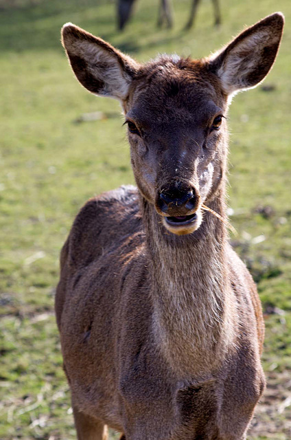 Female deer