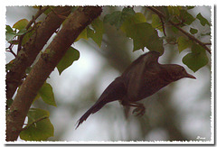 Merlette en vol Merlette en vol