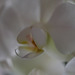 DSCF3559