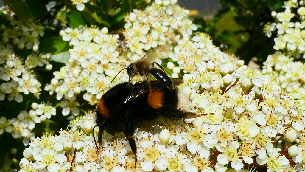 La guêpe tueuse de bourdon...