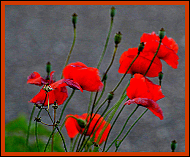 Red bouquet