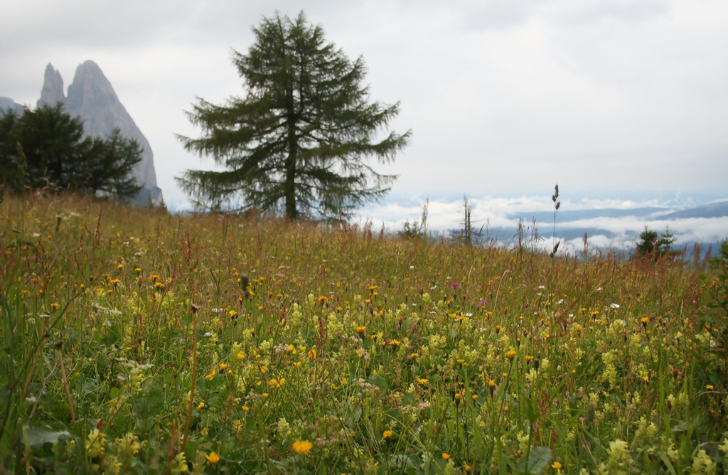 Seiser Alm meadow