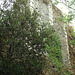 Ruines du château de la Madeleine