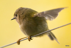 Goldcrest performance as Trapeze Artist!