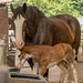Foal with its mother4