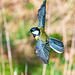 Great tit