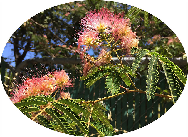 Mimosa Tree ~ Albizia species