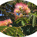 Mimosa Tree ~ Albizia species