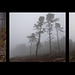 Foggy day in Wykeham Forest (3 x PiPs)