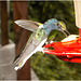 IMG 2457 Hummingbird