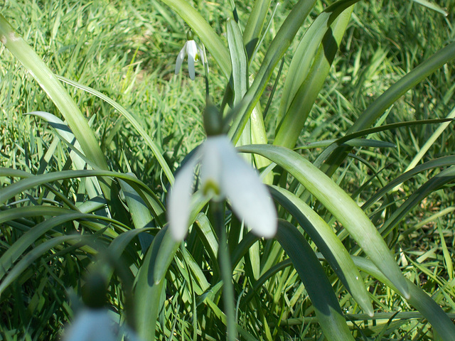 SoS[23] - portrait of a snowdrop  {1 of 4}