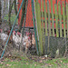 nicht drängeln / Don't push (HFF)