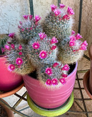 Purpura cactus*************