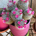 Purpura cactus*************