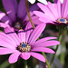 Mauve...