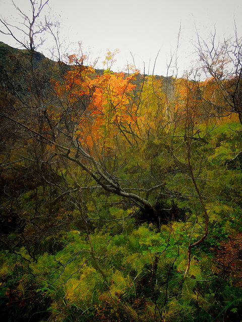 autumn comes to Asbyrgi